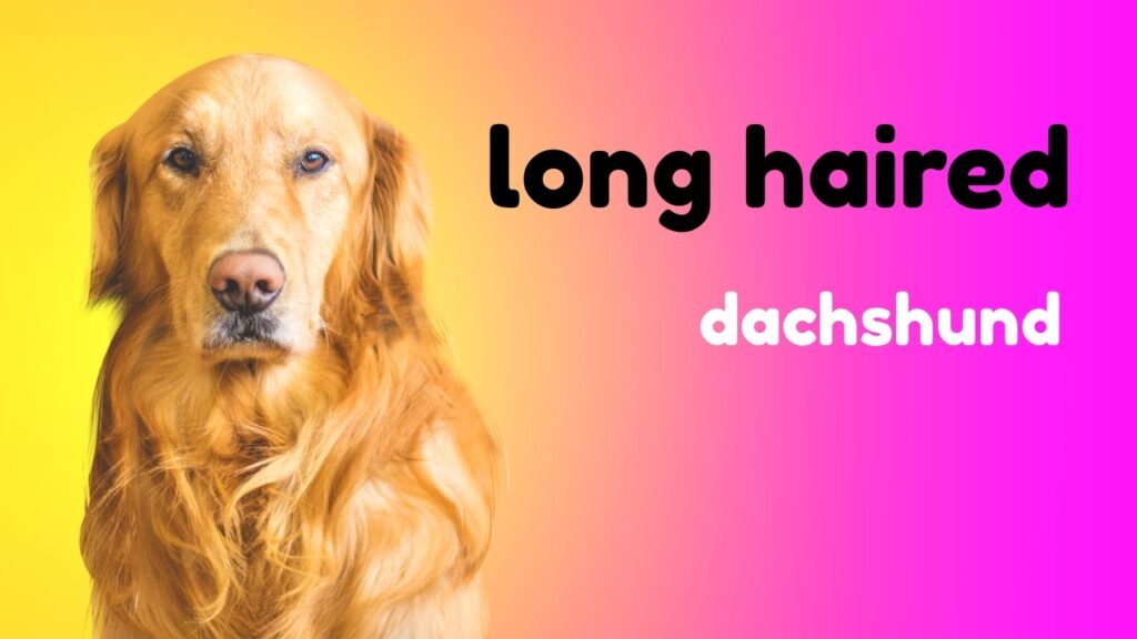 long haired dachshund