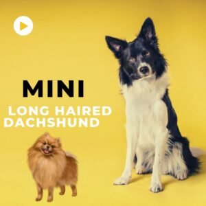 long haired dachshund